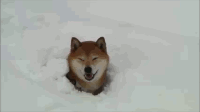 file.gif