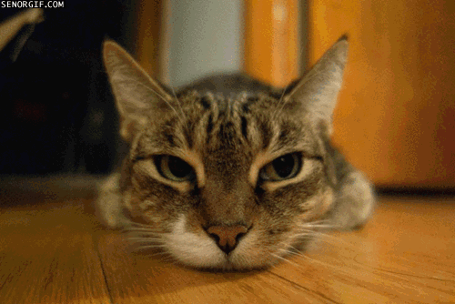 1442830619-04896aa6a9850dde8515e65a5d2765cf.gif