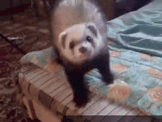 1.gif