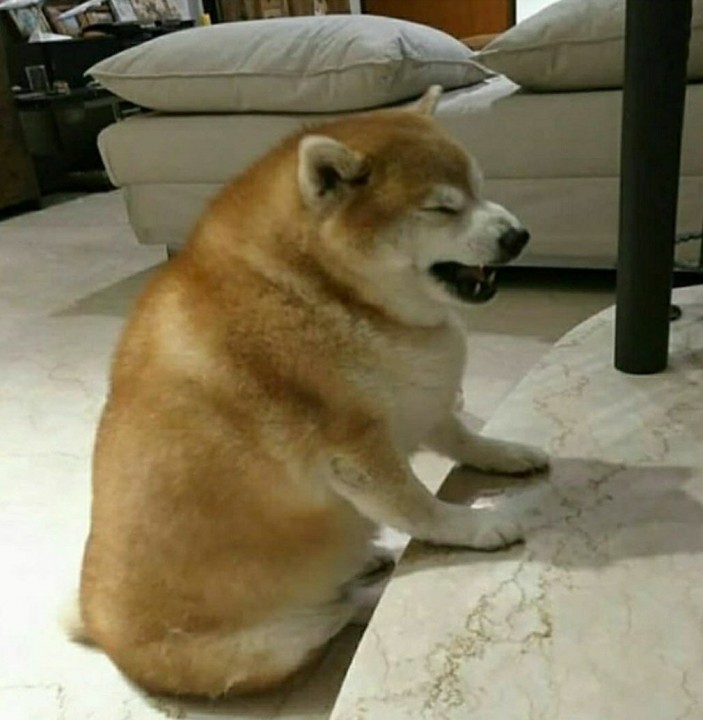 doge.jpg