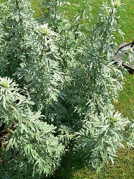 265px-Artemisia_absinthium_P1210748.jpg