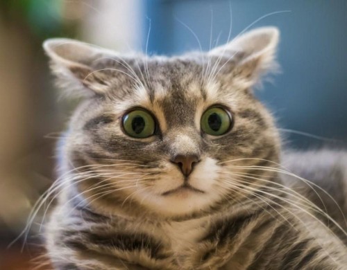cat.jpg