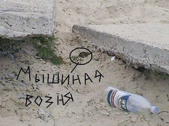 мышиная возня.jpg