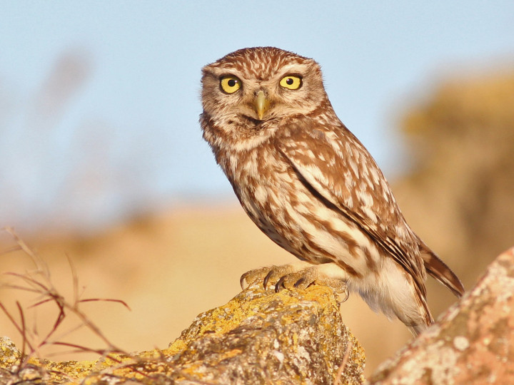 Little_Owl_Spain.jpg