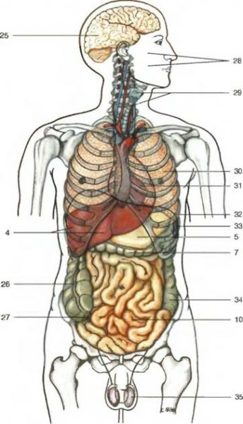 bolshoy-atlas-anatomii-cheloveka-01-01_clip_image004.jpg