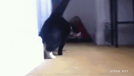 gifki-kote-deal-with-it-482714.gif
