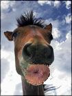 hors.JPG