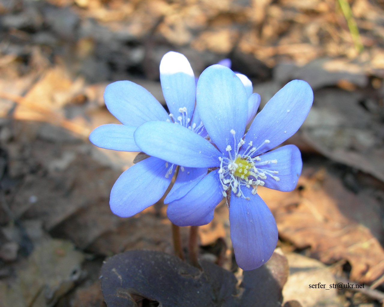 flower.jpg